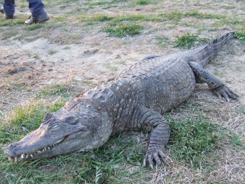 Krokodyl wyłowiony w Dolanach z Warty.