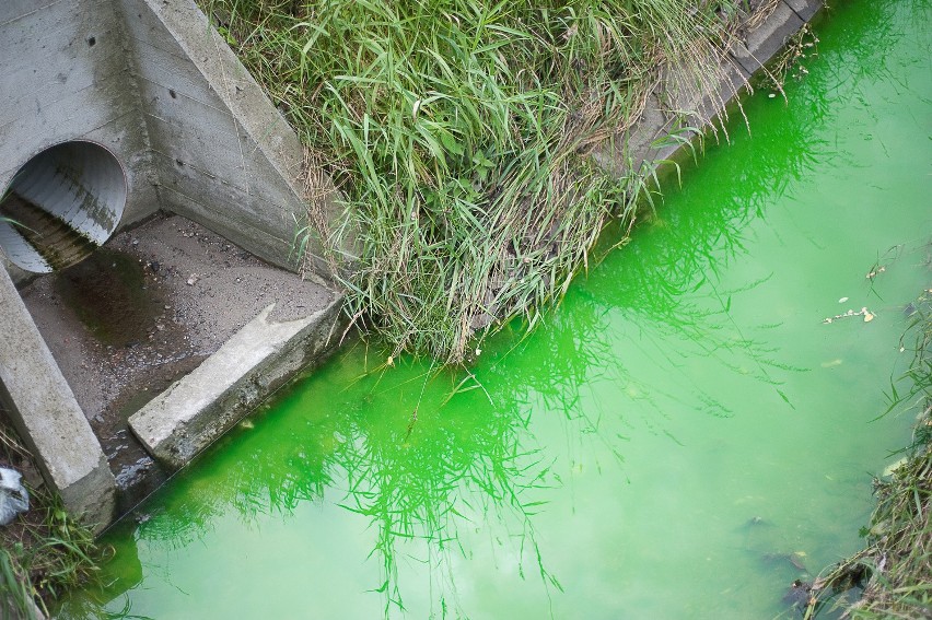 Bochnia: zielona woda w potoku [ZDJĘCIA]