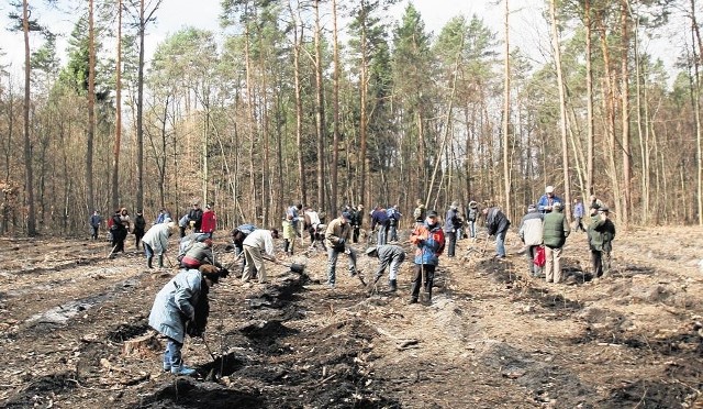 W Wielkopolsce sadzi się 30 mln drzew rocznie 