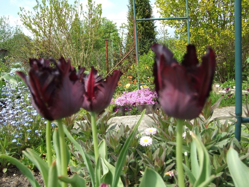 Wiosennie! Tulipany, prymulki i rajska jabłoń (ZDJĘCIA)