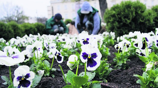 Wiosną w mieście pojawi się 24,5 tysiąca bratków