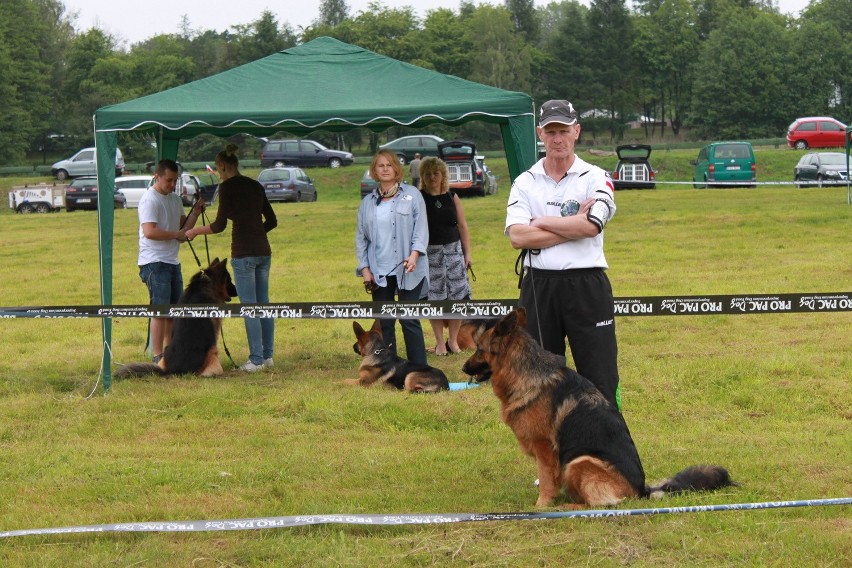 Klubowa Wystawa Wyżłów 2012 w Rybniku [ZDJĘCIA]