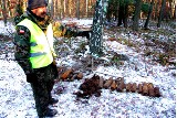 Tony bomb i pocisków z II wojny światowej w łódzkich lasach [ZDJĘCIA+FILM] 