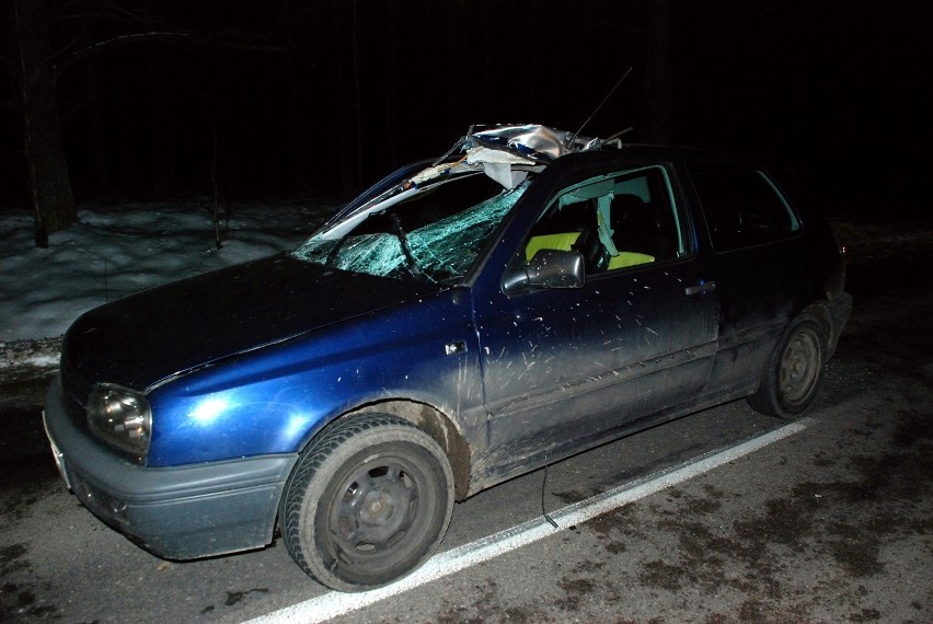 Powiat bytowski: 22-letni kierowca potrącił łanię Dwie osoby trafiły do szpitala [ZDJĘCIA]