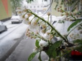 W nocy znów przymrozki. Ostrzegają meteorolodzy