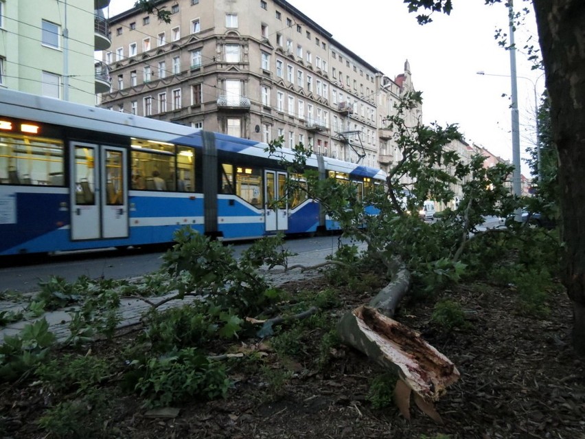 Wrocław: Tir zahaczył o drzewo