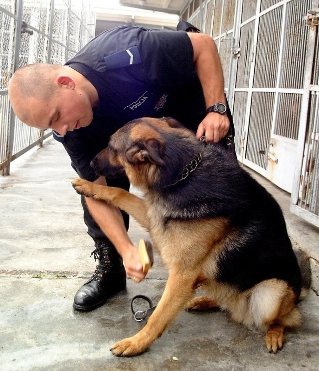 Psy policyjne po zakończeniu służby zwykle są przygarniane przez swoich dotychczasowych opiekunów.