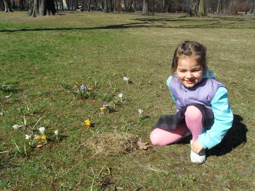 Hania 4 latka, wśród krokusów