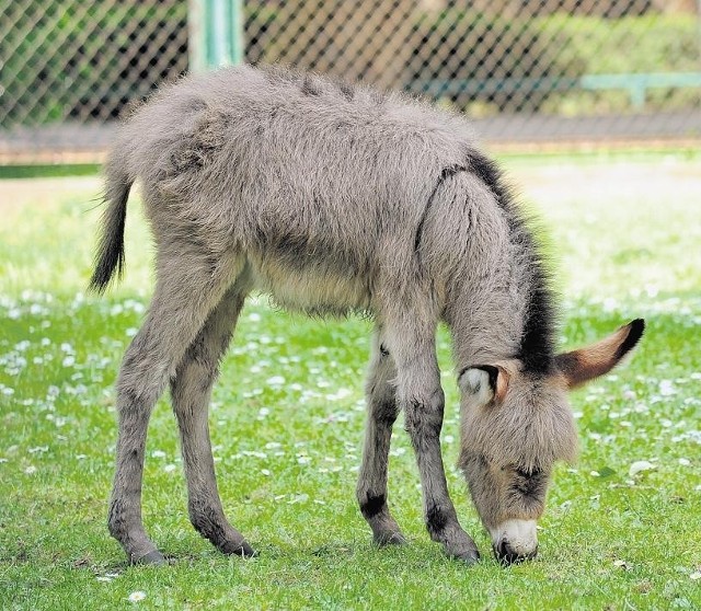 W ogródku dziecięcym w Nowym ZOO urodził się osiołek. Ma na imię Puchatek