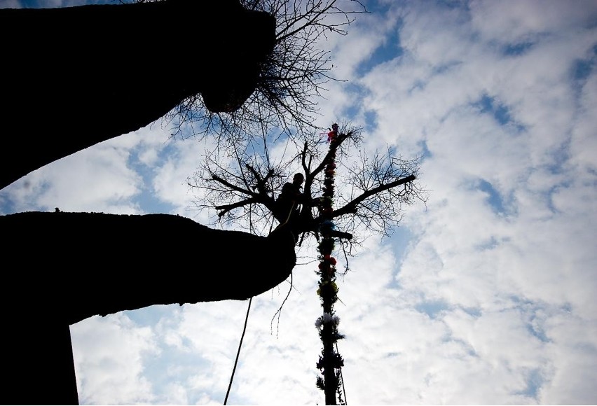 Niedziela palmowa: najwyższa palma w Lipnicy miała 36 metrów! [ZDJĘCIA, VIDEO]