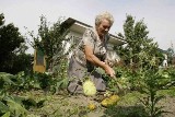 Śląskie: Nasze (nie)wielkie zielone marzenie [CENY OGRÓDKÓW DZIAŁKOWYCH]