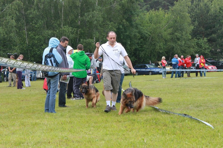 Klubowa Wystawa Wyżłów 2012 w Rybniku [ZDJĘCIA]