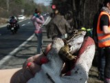 Poznań: Ratowali żaby przy Lutyckiej [ZDJĘCIA]