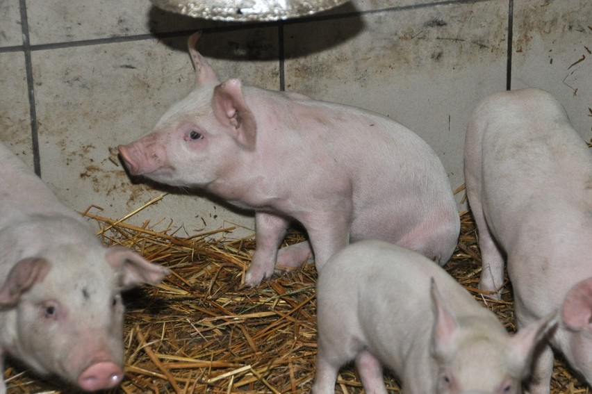 Jak zapewnić świniom rozrywkę na poziomie UE? Polscy hodowcy wiedzą, jak to robić! ZDJĘCIA