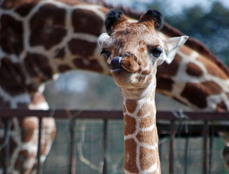 Wrocław: W zoo urodziła się żyrafa (ZDJĘCIA)