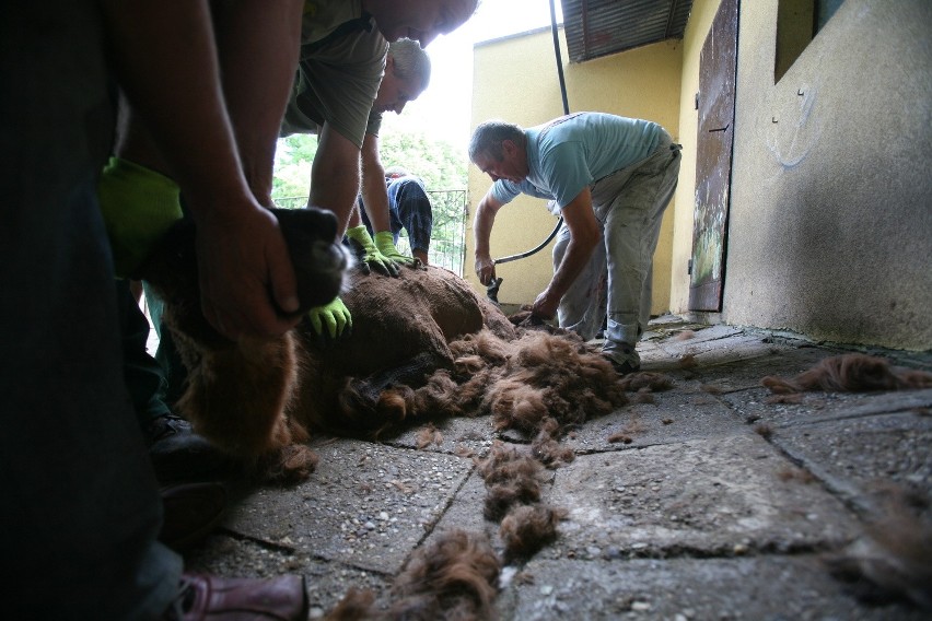 Strzyżenie owiec i lam w chorzowskim zoo