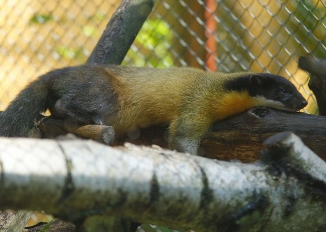 Samiec kuny żółtogardłej z poznańskiego Nowego Zoo ma już towarzyszkę.