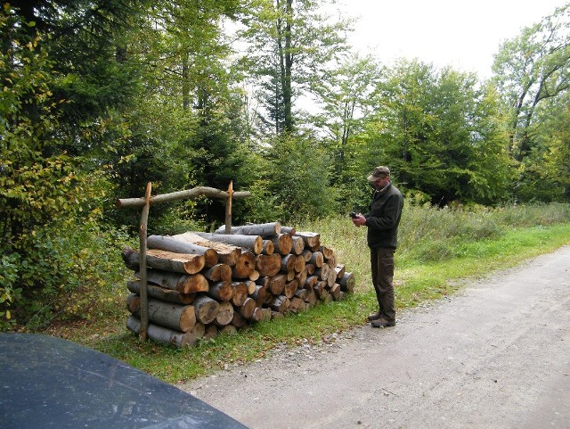 Drewno na sprzedaż pocięte jest na metrowe kłody i składowane w lasach. Na zdj. Tadeusz Martyka, leśniczy z Pleśnej