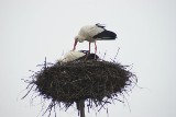 Górale dokarmiają bociany. &quot;Żadnego ptaka nie zostawimy bez opieki&quot; [ZDJĘCIA]