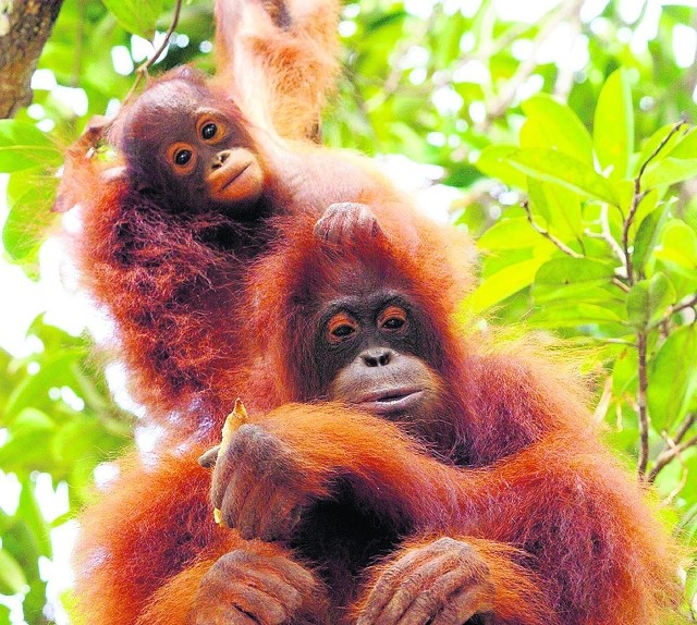 Orangutany: jedne z najbardziej zagrożonych wyginięciem