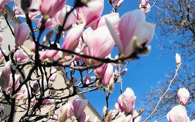 Na krzewach magnolii przy ul. Promienistej w Poznaniu pojawiły się pąki kwiatów 