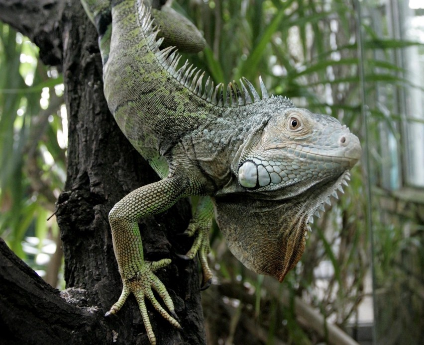 Palmiarnia w Poznaniu