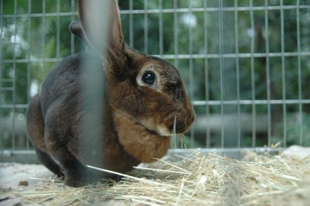 Pokaz królików rasowych odbędzie się w ten weekend (29-30 września) w palmiarni w Poznaniu