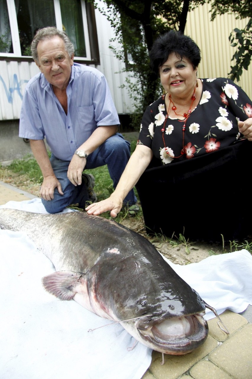 Taaaka ryba w Zalewie Zemborzyckim (ZDJĘCIA)