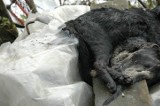 Interwencja OTOZ Animals w gminie Szemud. Zwięrzęta przetrzymywane w tragicznych warunkach [ZDJĘCIA]