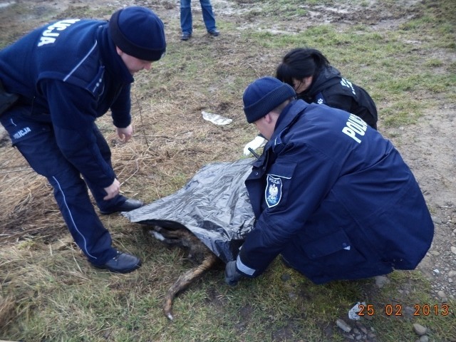 Zdjęcia wykonane przez wolontariuszy OTOZ Animals Oświęcim na miejscu znalezienia zwłok psa