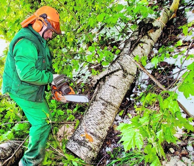 Powalone drzewa i gałęzie uszkodziły linie energetyczne w wielu miejscach  regionu