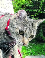 W Sieradzu ucinają uszy kotom