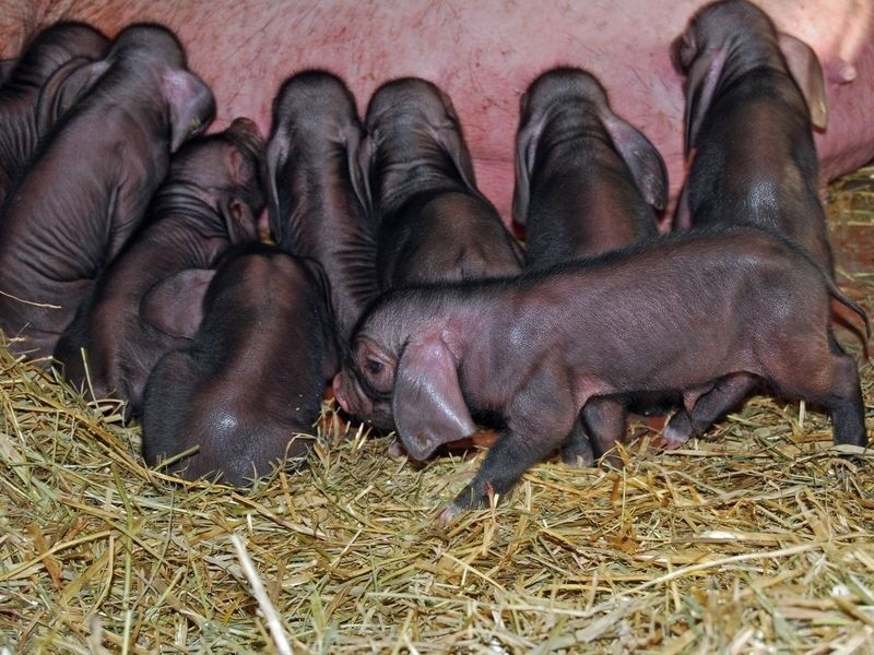 Wrocław: W zoo urodziło się 10 świnek maskowych (ZDJĘCIA)