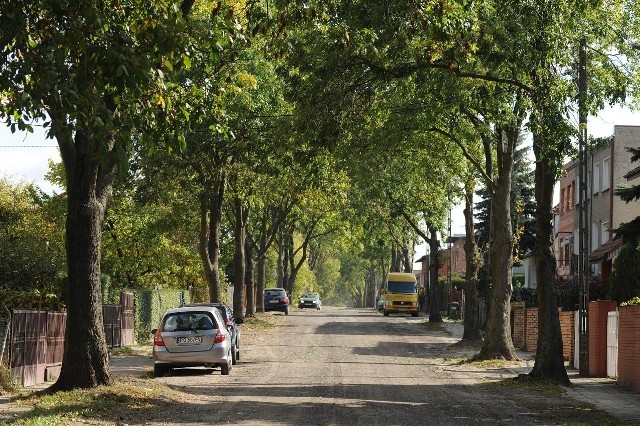 Korzenie drzew niszczą chodniki