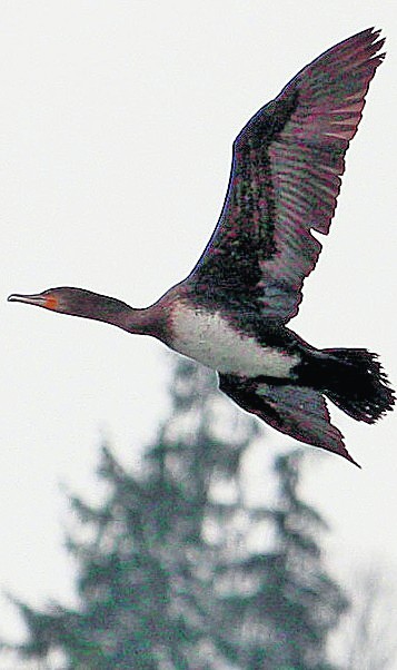 Kormoran -  rywal sądeckich wędkarzy w łowieniu ryb