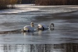 Trwa rewitalizacja terenu wokół Stawu Płaszowskiego w Krakowie. Tymczasem na oblodzony zbiornik wypłynęły łabędzie