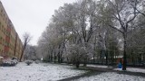Zima wiosną w Siemianowicach Śląskich [ZDJĘCIA]