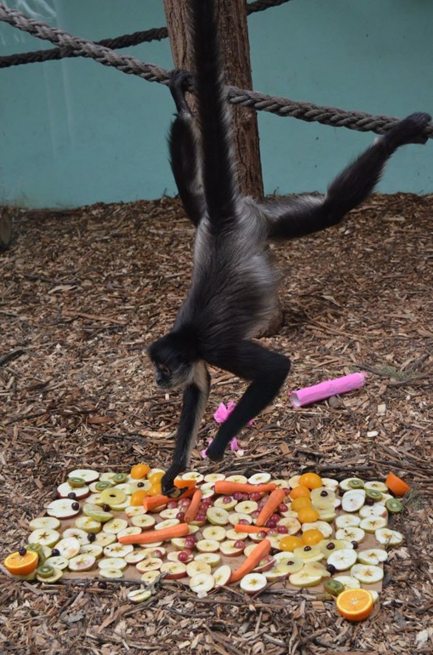 Zoo Poznań: Siedemnaste urodziny wyjątkowego podopiecznego [ZDJĘCIA]