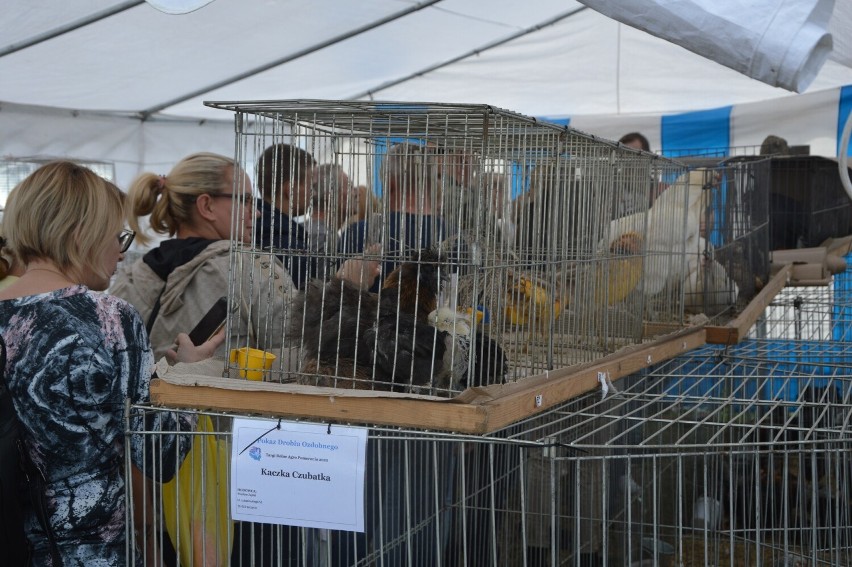 Barzkowickie Targi Rolne 2022. Część 1 galerii