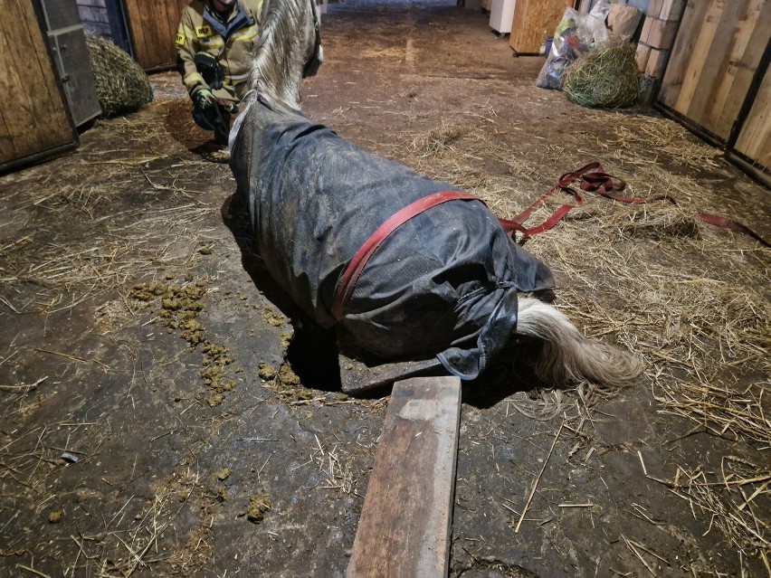 Nietypowa akcja ratunkowa pod Krakowem. Strażacy ratowali konia, któremu noga wpadła do studzienki kanalizacyjnej