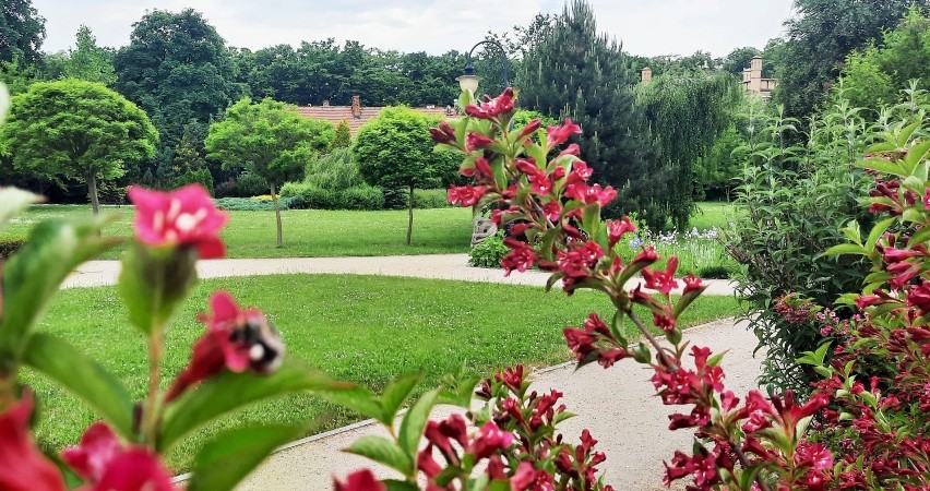 Arboretum w parku dzikowskim w Tarnobrzegu. Wyjątkowe miejsce na spacer (ZDJĘCIA)