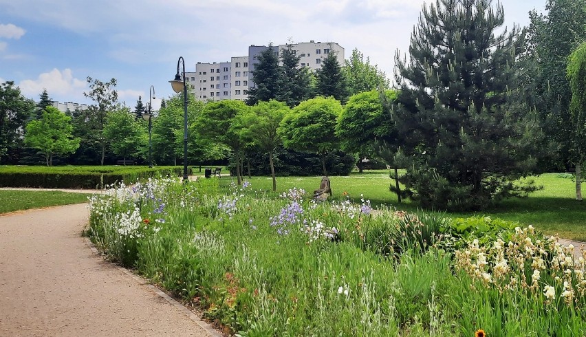 Arboretum w parku dzikowskim w Tarnobrzegu. Wyjątkowe miejsce na spacer (ZDJĘCIA)