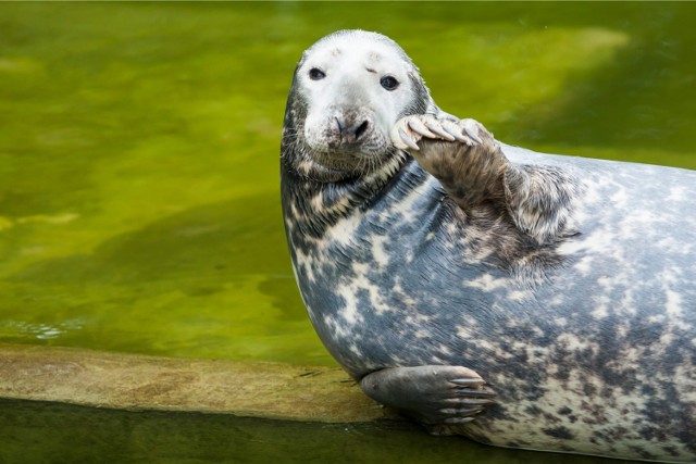 Zoo Warszawa, zbiórka pamiątek