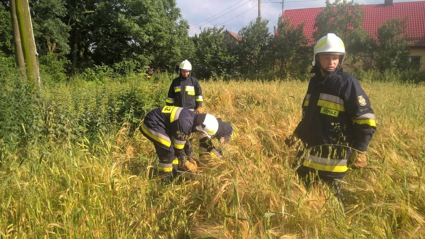 Strażacy ochotnicy z Lubczyna ratowali młodego bociana [ZDJĘCIA]