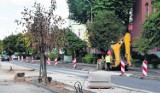 Podczas remontu ulicy Kościuszki w Wągrowcu... wycięli drzewa 