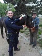 Nowy Dwór Gdański. Policjanci ujarzmili biegającego po terenie miasta konia