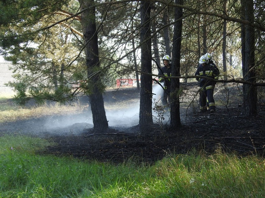 Pracowity dzień strażaków. Najpierw gasili pożar lasu, potem walczyli z ogniem na łące, który zagrażał zabudowaniom (zdjęcia)