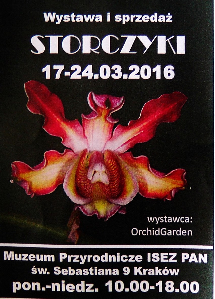Wystawa pięknych storczyków w Krakowie. Robią wrażenie [ZDJĘCIA] 