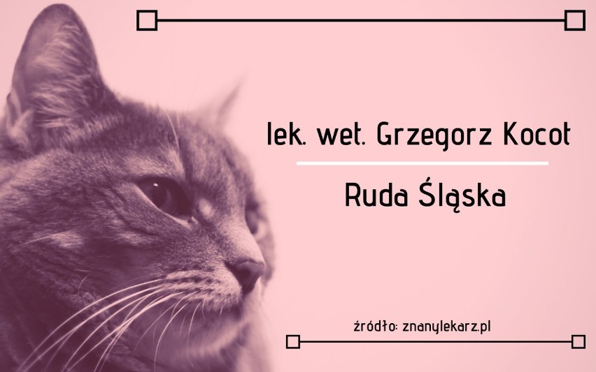 Najlepsi lekarze weterynarii w województwie śląskim -...