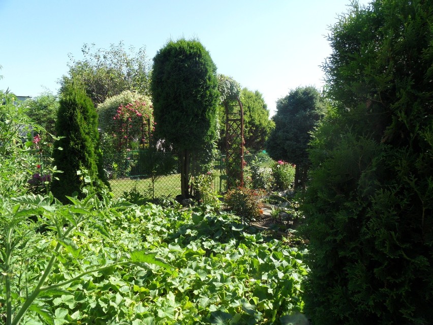 Ogródki działkowe w Rybniku to nasze ulubione miejsce wypoczynku